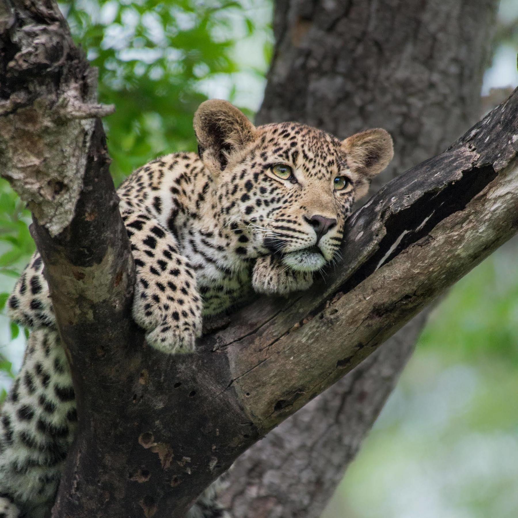 Lion Sands - Tinga Lodge Skukuza Kültér fotó