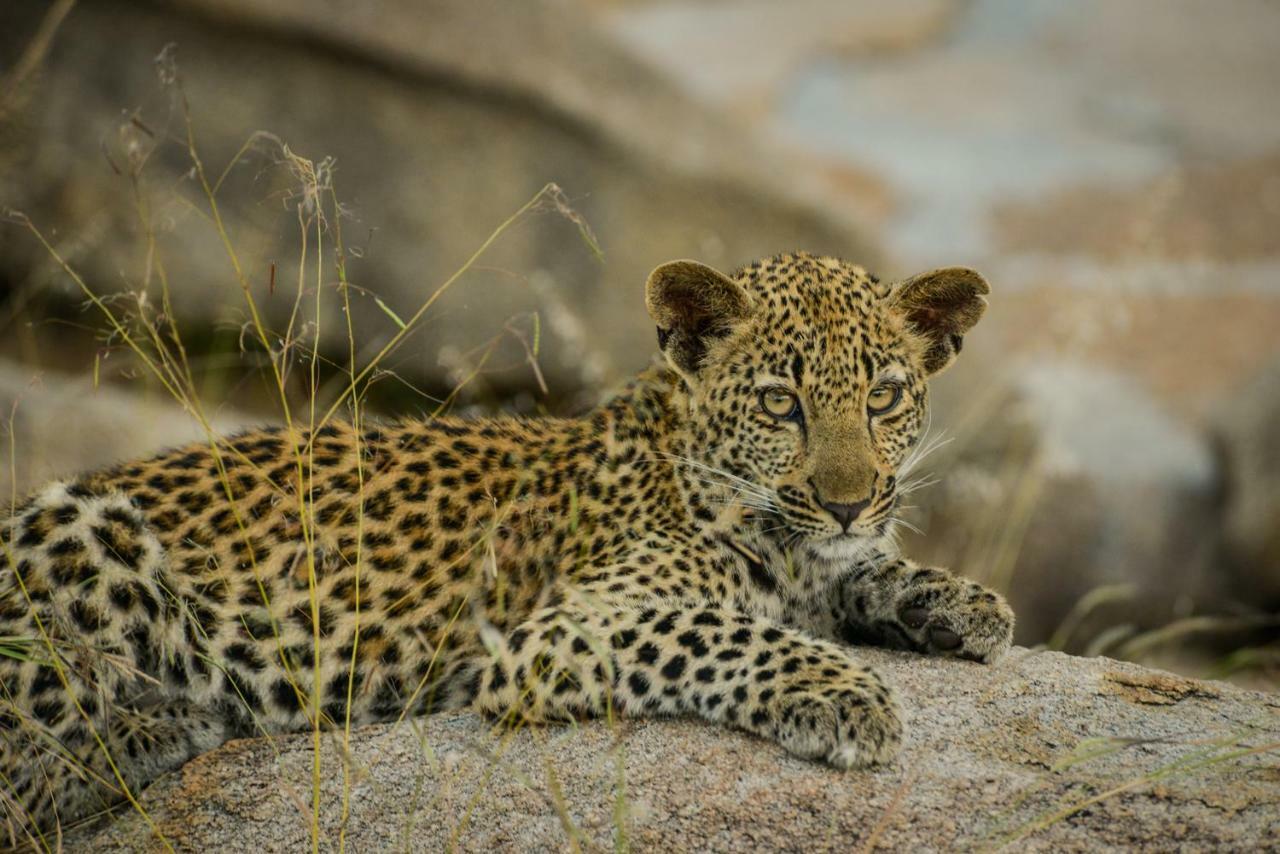 Lion Sands - Tinga Lodge Skukuza Kültér fotó