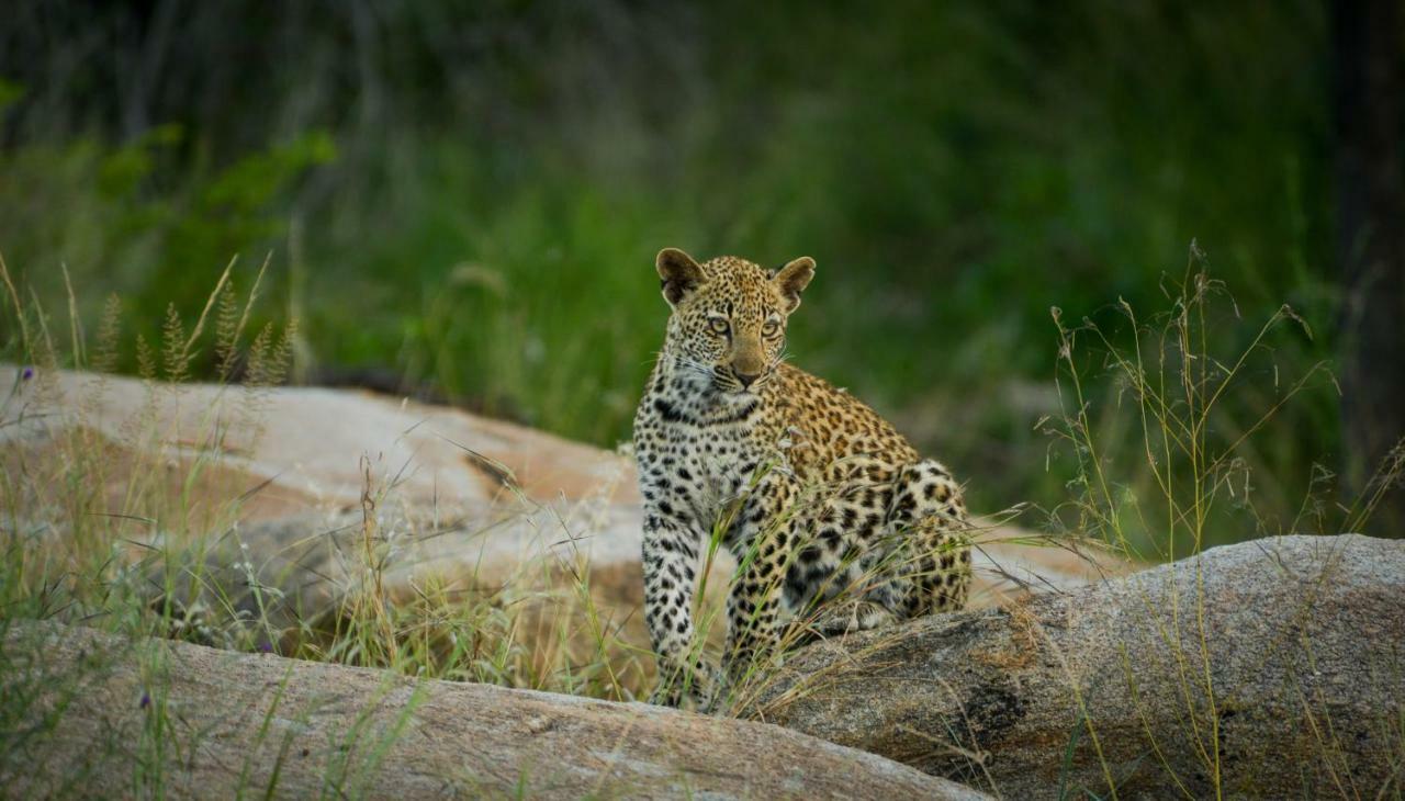 Lion Sands - Tinga Lodge Skukuza Kültér fotó